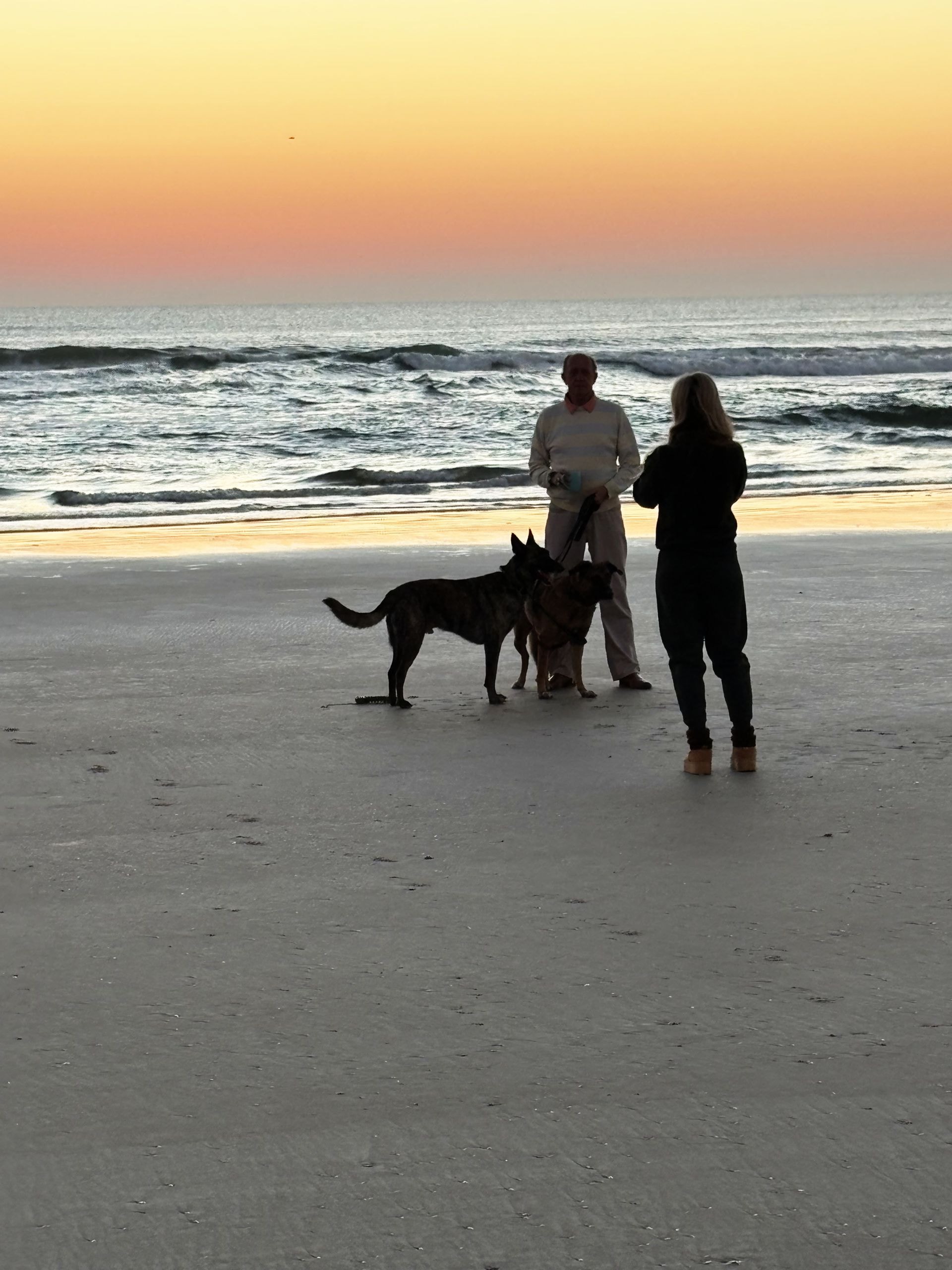 The Best Dog-Friendly Beaches Near Palm Coast