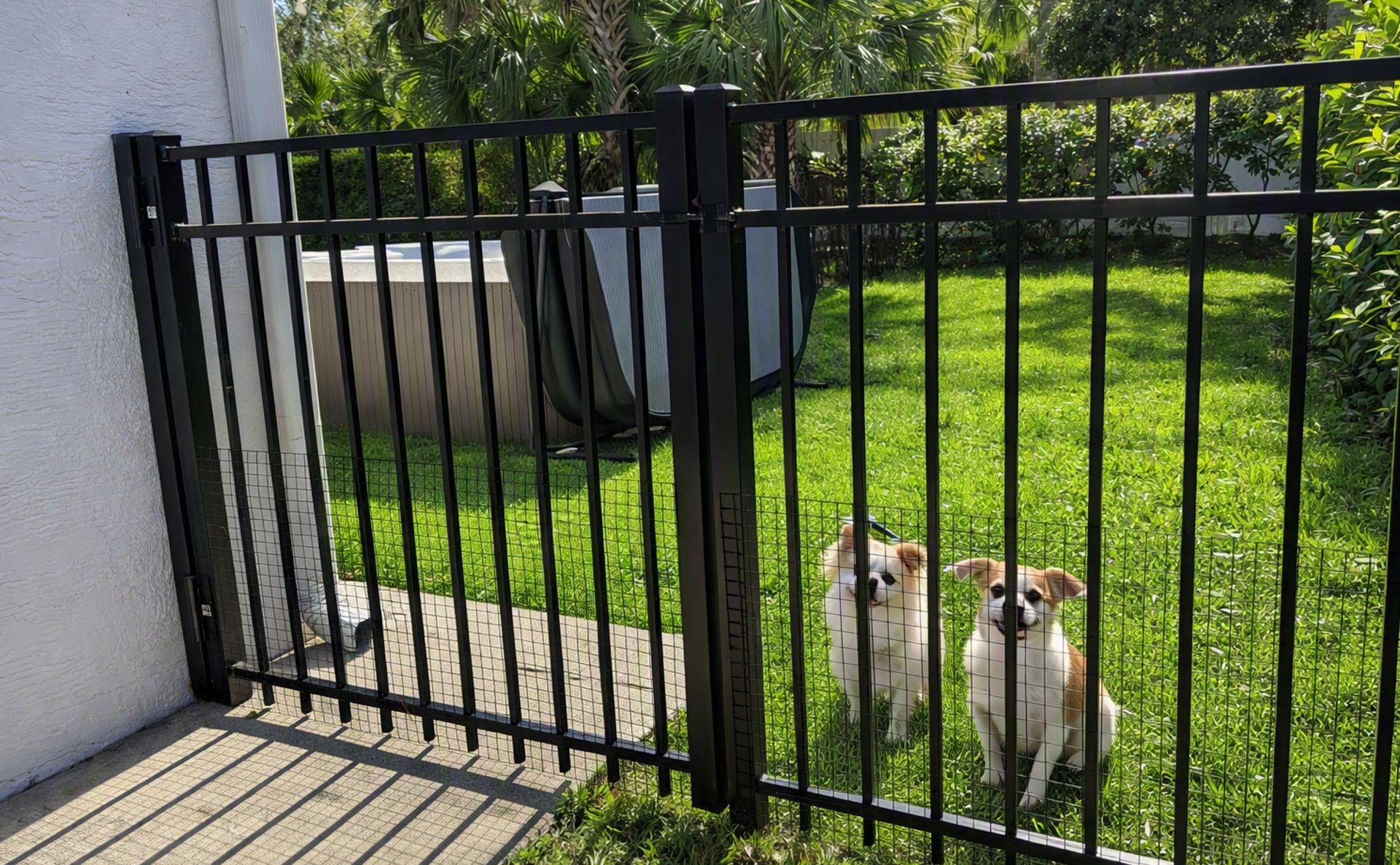 Dogs at The Heart of Palms ready for adventure